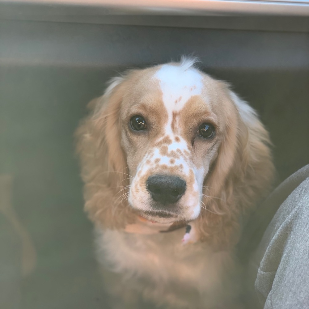 Meet your Posher, Hector